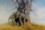 david shepherd baobab and friends elephants print