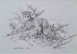 david shepherd cheetahs drawing