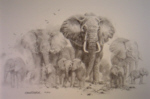 david shepherd, sketch, drawing elephants print