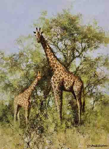 david shepherd masai giraffe and young print