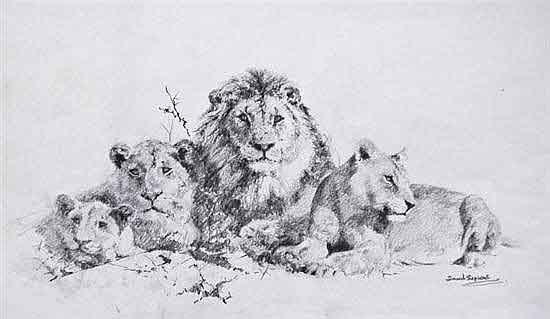 david shepherd lions original drawing