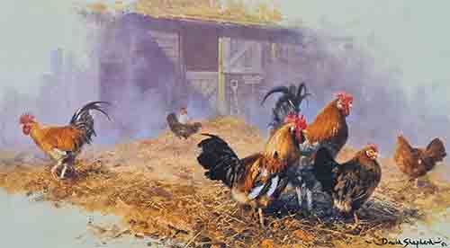 davidshepherd-roosters