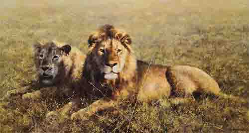david shepherd serengeti friends lions print