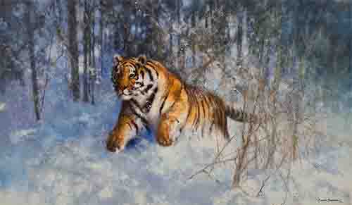 david shepherd, Tiger in the snow, print