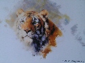 david shepherd tiger's head 1983 print