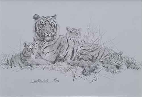 david shepherd  Tiger Sketch print