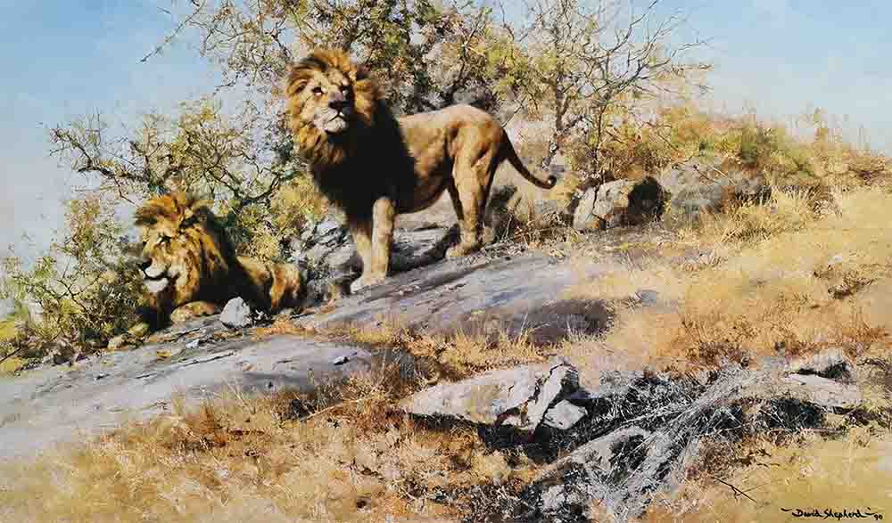 david shepherd two gentlemen of Savuti lions print