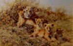 david shepherd young africa lions print