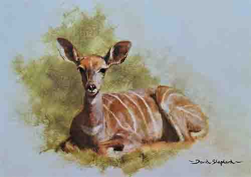 david shepherd young kudu print