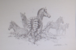 david shepherd zebra pencil drawing