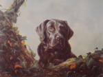 david shepherd Black Labrador, dogs prints