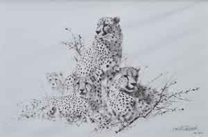 david shepherd cheetah pencil drawing 1999 print