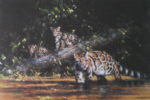 david shepherd, clouded leopard and cubs, print