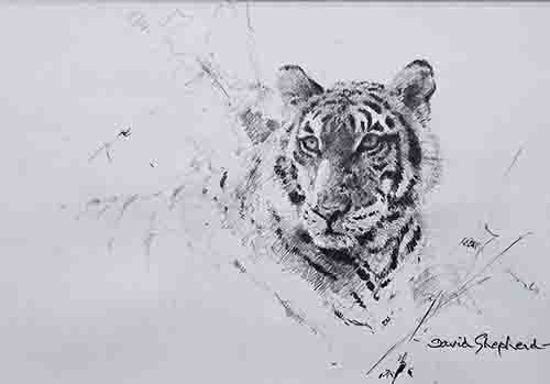 david shepherd, original drawing, tiger's head