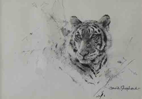 david shepherd, original drawing, tiger's head