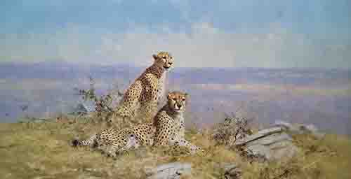 david shepherd serengeti cheetah print