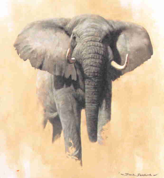 David Shepherd, limited, print, african bull elephant