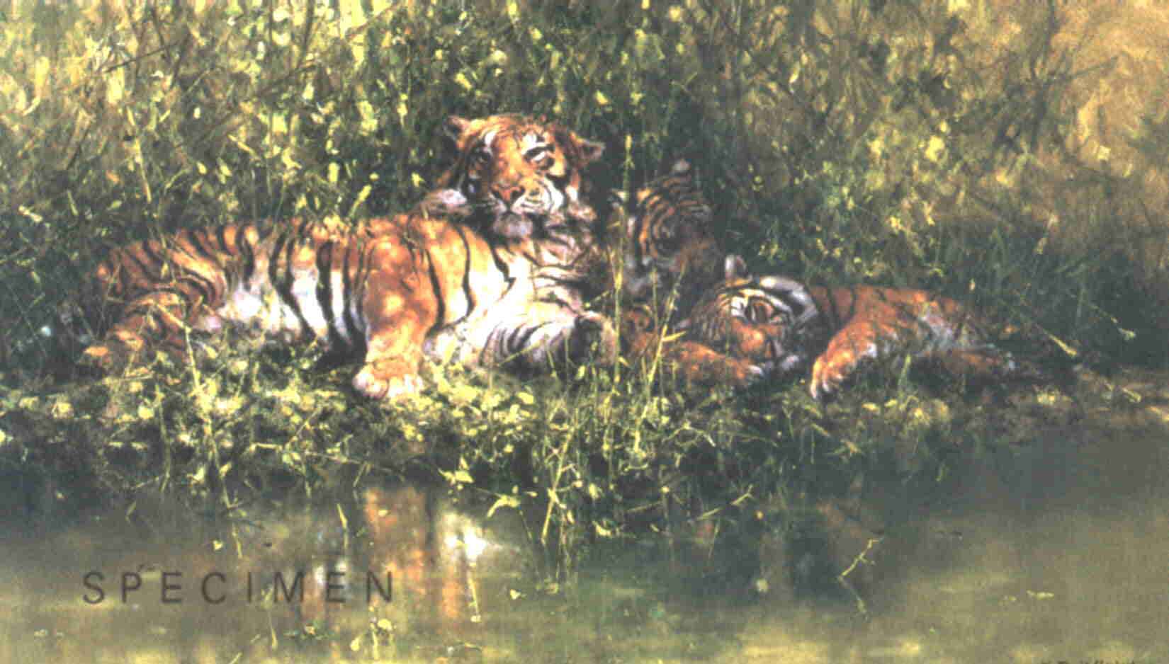 David Shepherd signed, limited edition, sleepy tigers